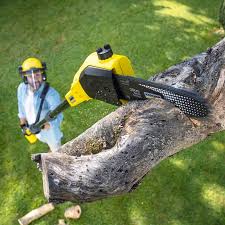 Best Tree Risk Assessment  in Glenwood City, WI