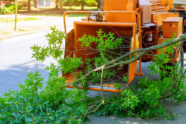Best Organic Lawn Care Solutions  in Glenwood City, WI