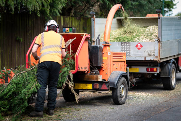Best Tree Cabling and Bracing  in Glenwood City, WI
