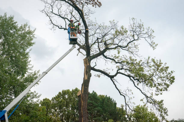 Best Root Management and Removal  in Glenwood City, WI