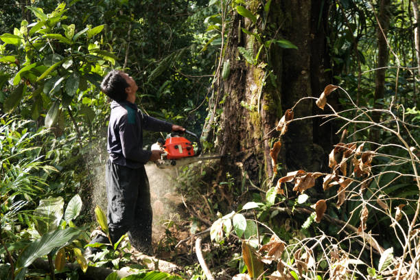 Best Tree and Shrub Care  in Glenwood City, WI