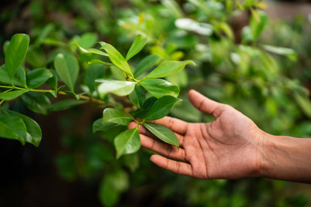 Best Tree Maintenance Programs  in Glenwood City, WI