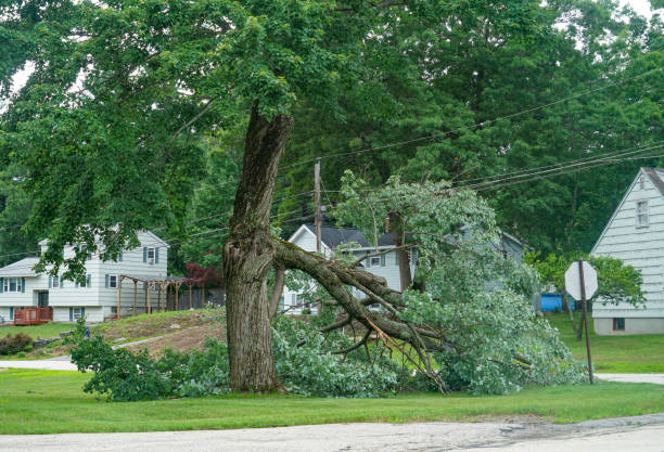 Best Emergency Tree Removal  in Glenwood City, WI