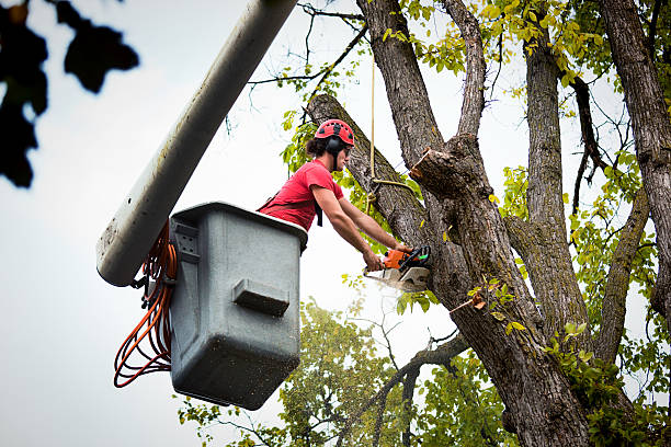 Best Storm Damage Tree Cleanup  in Glenwood City, WI