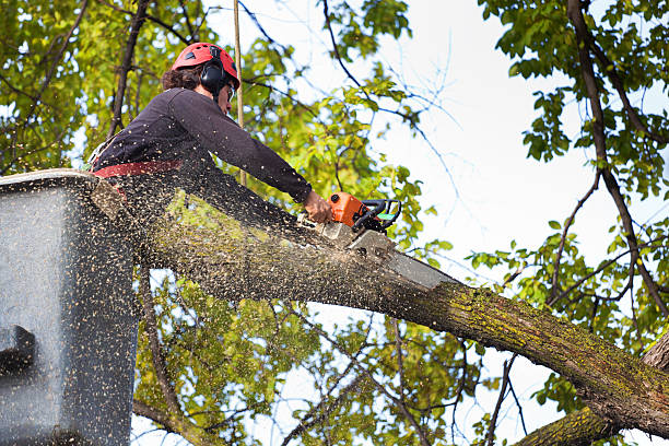 Best Lawn Watering Services  in Glenwood City, WI
