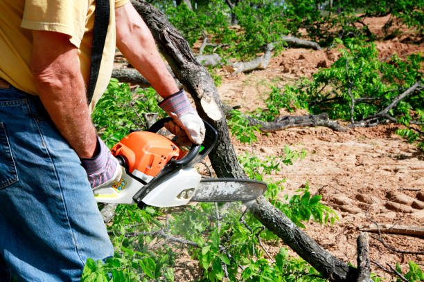 Best Firewood Processing and Delivery  in Glenwood City, WI